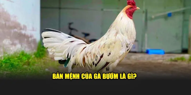 Bản mệnh của gà bướm là gì?