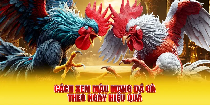 Cách xem màu mạng đá gà theo ngày hiệu quả