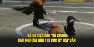 đá gà cựa dạo tại sv368