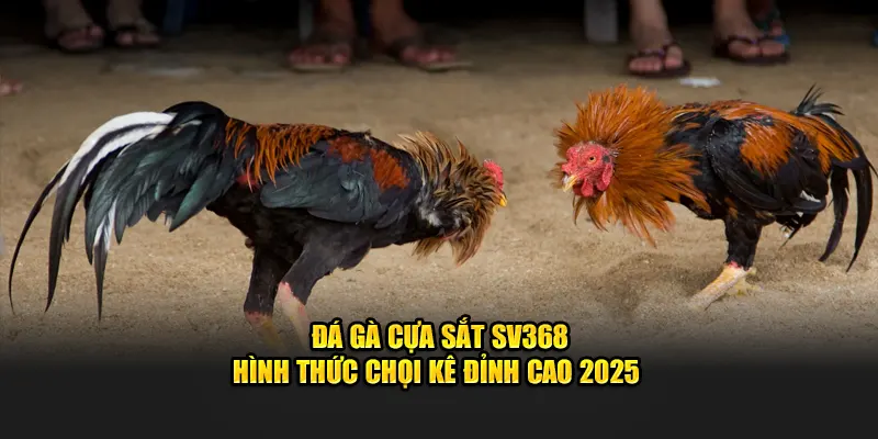 đá gà cựa sắt tại sv368
