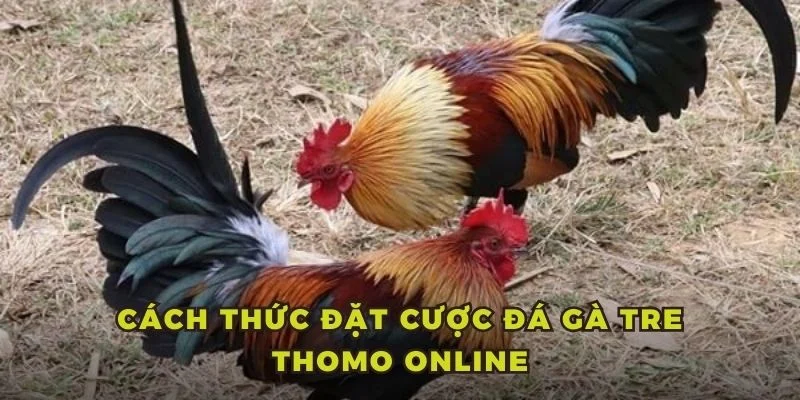Cách thức đặt cược đá gà tre Thomo online