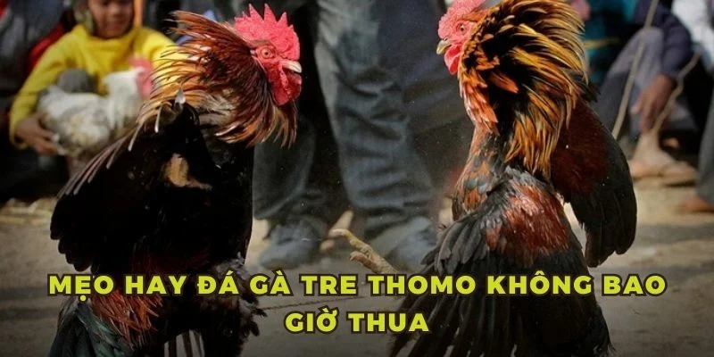 Mẹo hay đá gà tre Thomo không bao giờ thua