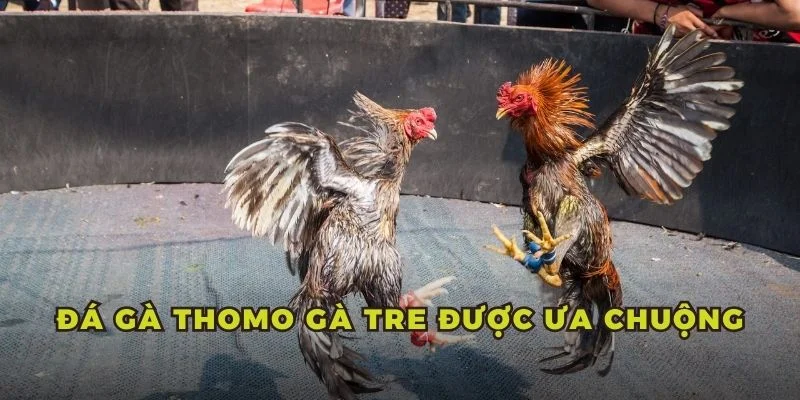 Đá gà Thomo gà tre được ưa chuộng