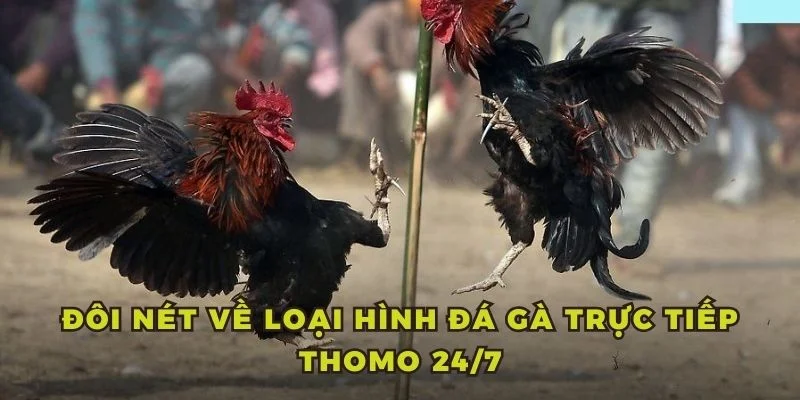 Đôi nét về loại hình đá gà trực tiếp Thomo 24/7