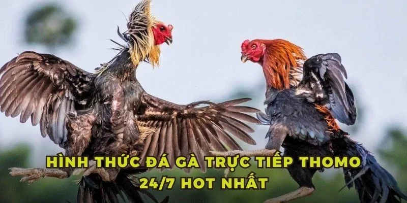 Hình thức đá gà trực tiếp Thomo 24/7 HOT nhất