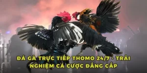 đá gà trực tiếp thomo 24/7 tại sv368