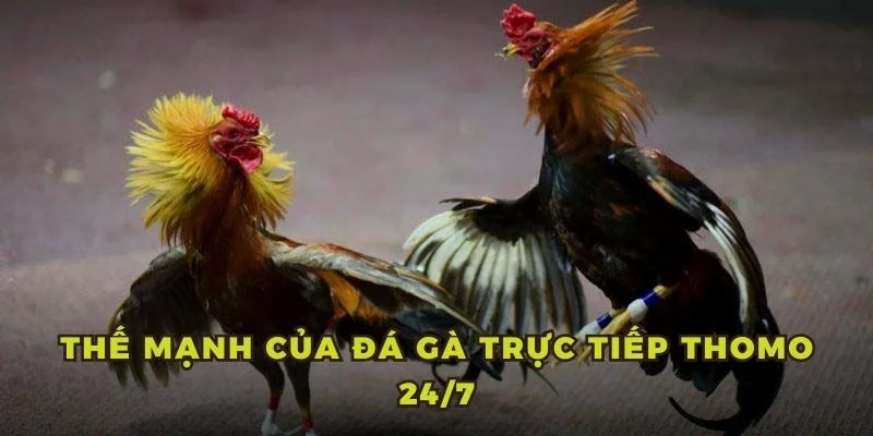 Thế mạnh của đá gà trực tiếp Thomo 24/7