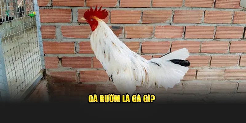 Gà bướm là giống gì?