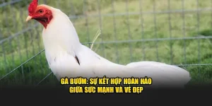 gà bướm tại sv368