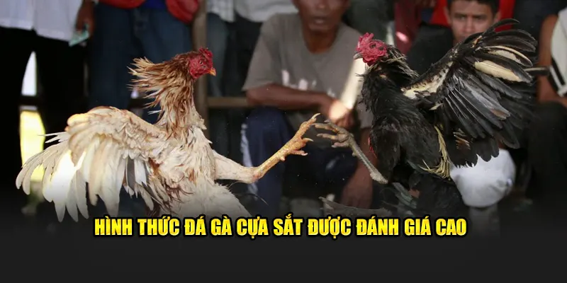 Hình thức đá gà cựa sắt được chuyên gia đánh giá cao