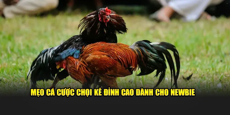 Mẹo cá cược chọi kê đỉnh cao dành cho newbie 