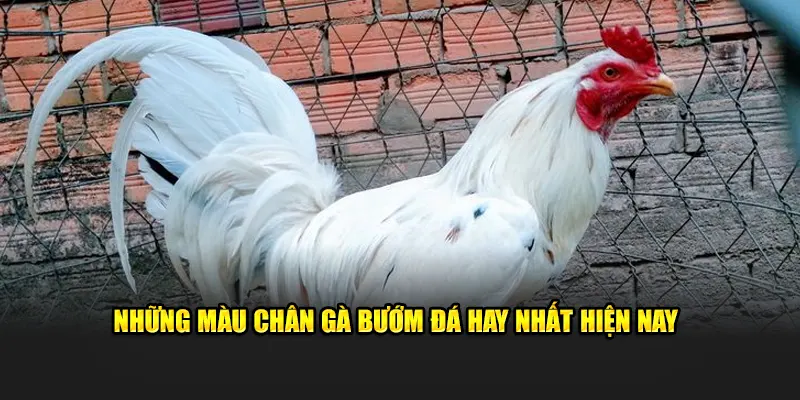 Những màu chân gà bướm đá hay nhất 