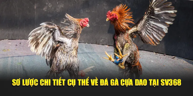 Sơ lược chi tiết cụ thể về đá gà cựa dao tại SV368