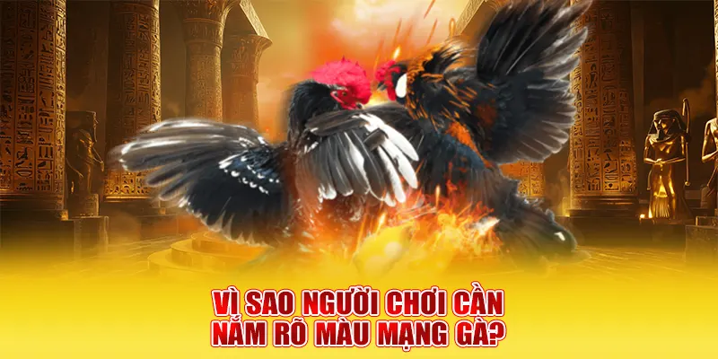 Vì sao người chơi cần nắm rõ màu mạng gà?