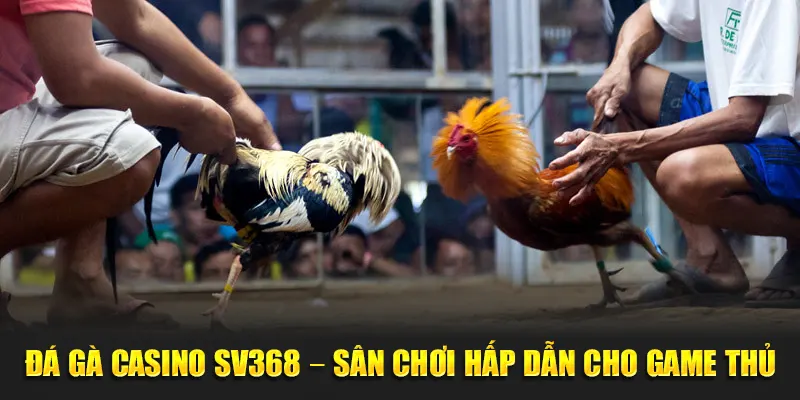 đá gà casino tại sv368