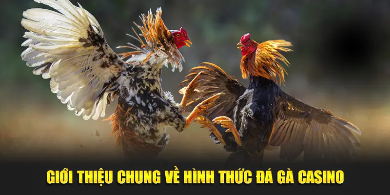 Giới thiệu chung về hình thức đá gà casino