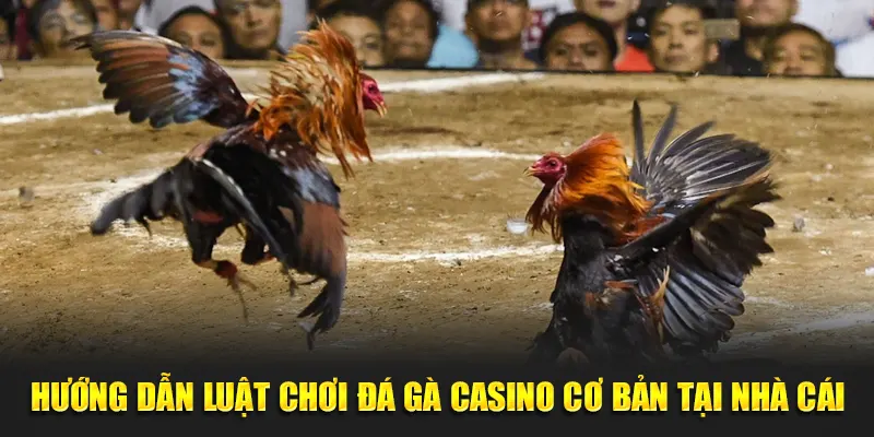 Hướng dẫn luật chơi đá gà casino cơ bản tại nhà cái
