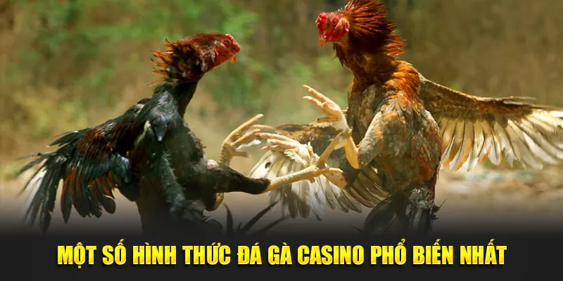 Một số hình thức đá gà casino phổ biến nhất
